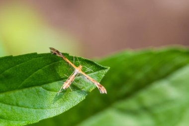 Doğada yeşil yaprak üzerinde tüy güve (Pterophoridae) tıraşlama yakın çekim