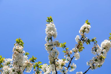 Beyaz kiraz çiçeği çiçek (Prunus padus olabilir) İtalya mavi gökyüzü karşı