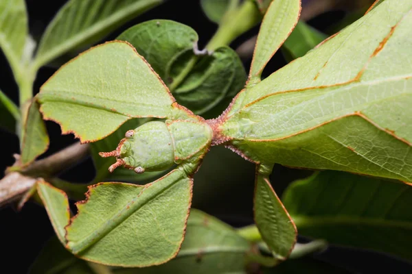 Close Leaf Insect Phyllium Westwoodi Its Host Plant Focusing Its — Stock Photo, Image