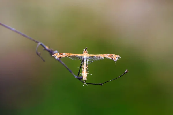 Крупним Планом Плюмова Міль Pterophoridae Природі — стокове фото