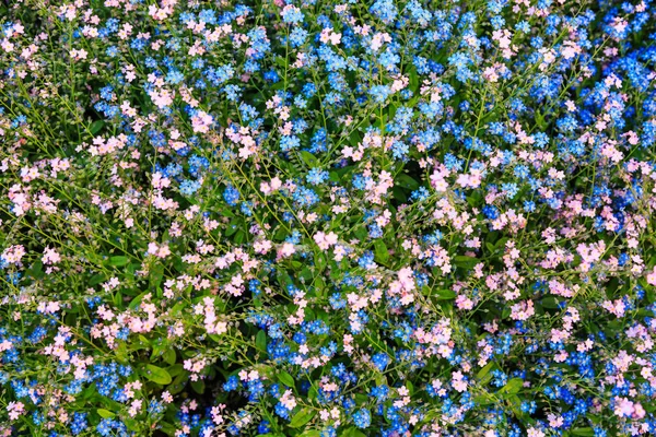 Rosa Azul Minúsculas Flores Esquecer Não Europa — Fotografia de Stock