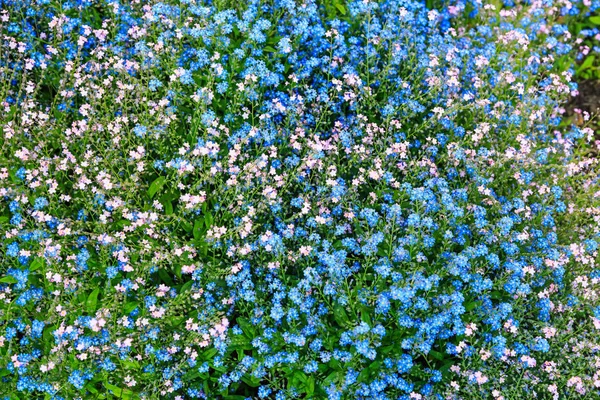 Rosa Azul Minúsculas Flores Esquecer Não Europa — Fotografia de Stock