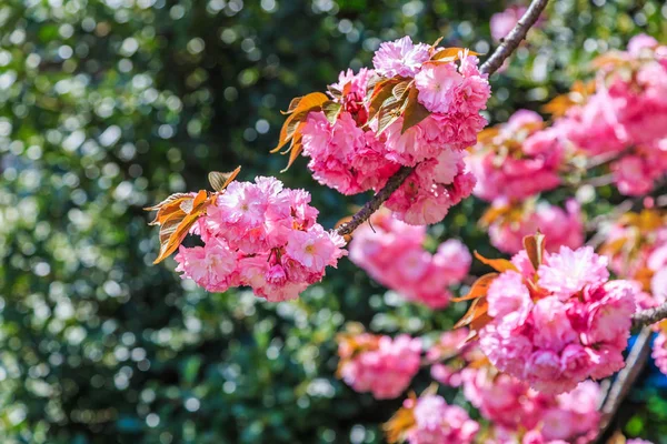 Blooming Pink Japanese Cherry Sakura Flowers Prunus Serrulata Kanzan Europe — Stock Photo, Image