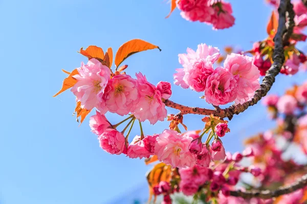 Blooming Pink Japanese Cherry Sakura Flowers Prunus Serrulata Kanzan Europe — Stock Photo, Image