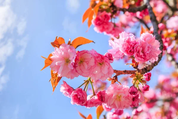 Blooming Pink Japanese Cherry Sakura Flowers Prunus Serrulata Kanzan Europe — Stock Photo, Image