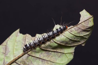 Crotalaria Podborer (dişilik argus) caterpillar onun ana bitki yaprak üzerinde yakın çekim