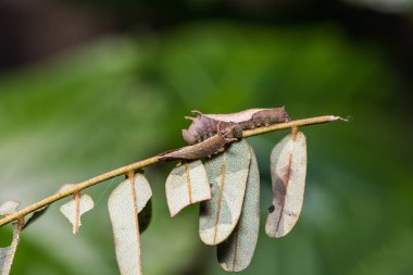 Malaya Hintli (Lasippa tiga siaka) tırtıllar onların ana bitki üzerinde yakın çekim