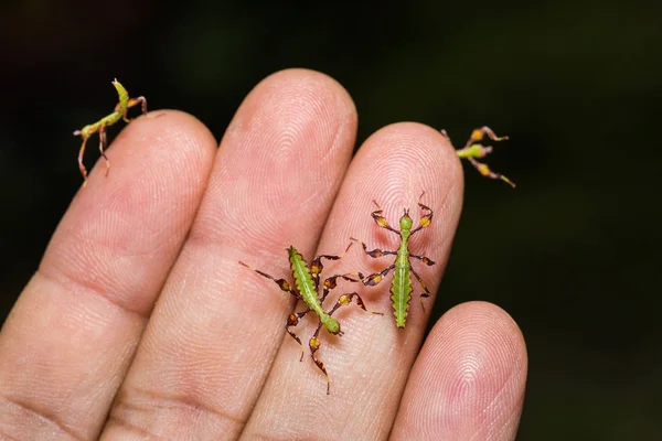 Genç Yaprak Böcek Phyllium Westwoodi Insan Eli Üzerinde Kapat — Stok fotoğraf