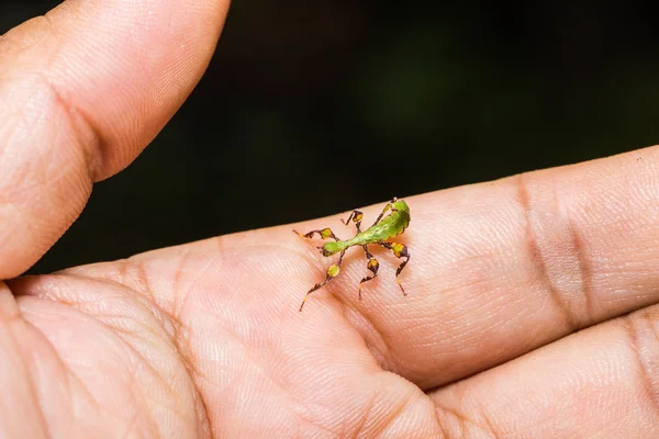 Close Young Leaf Insect Phyllium Westwoodi Human Hand — Stock Photo, Image
