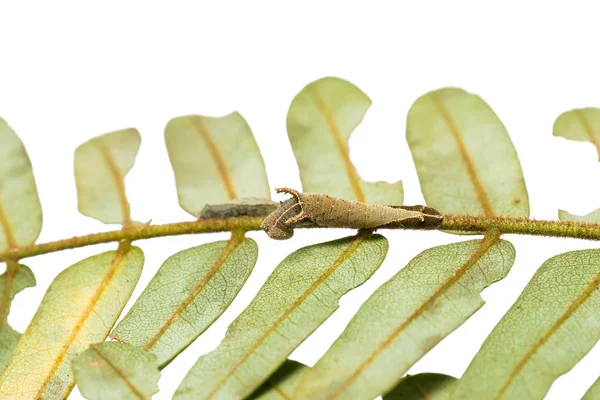 Close Lascar Malaio Lasippa Tiga Siaka Lagartas Sua Planta Hospedeira — Fotografia de Stock