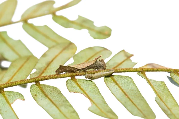 Close Lascar Malaio Lasippa Tiga Siaka Lagartas Sua Planta Hospedeira — Fotografia de Stock