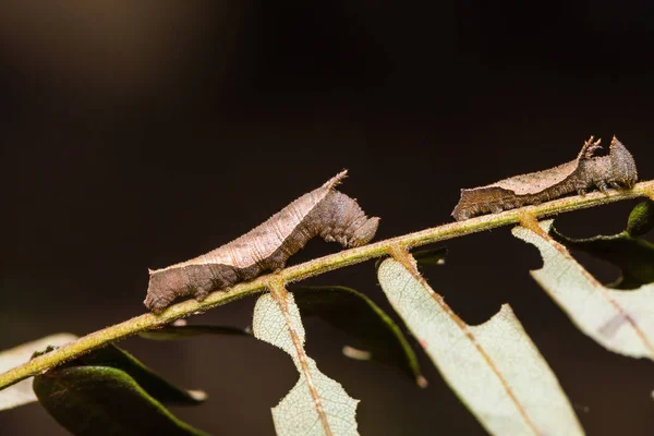 Close Van Maleise Lascar Lasippa Tiga Siaka Rupsen Hun Waardplant — Stockfoto