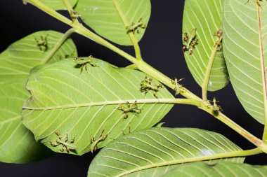 Close up of young leaf insect (Phyllium westwoodi) on their host plant leaves clipart