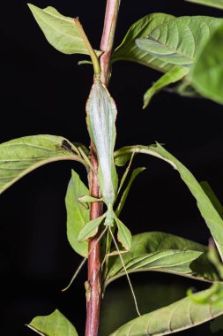 Erkek yaprak böcek (Phyllium westwoodi) kendi ana bitki dorsal görünümü üzerinde Kapat