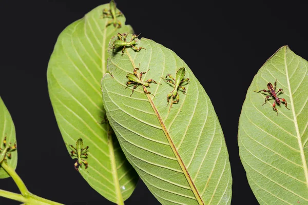 Close Van Jonge Blad Insect Phyllium Westwoodi Hun Gastheer Plant — Stockfoto