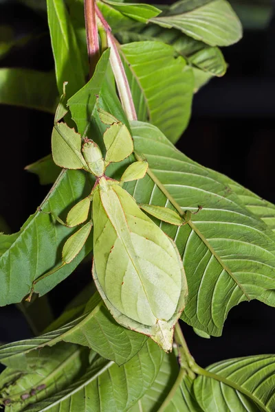 Close Van Vrouwelijke Blad Insect Phyllium Westwoodi Waardplant Dorsal Weergave — Stockfoto