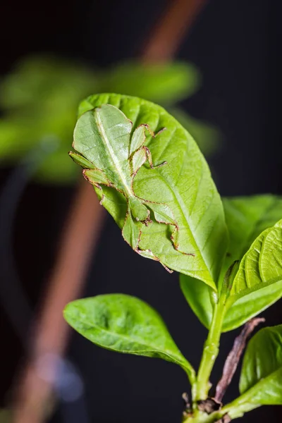 Primer Plano Del Insecto Hoja Instar Medio Phyllium Westwoodi Hoja — Foto de Stock