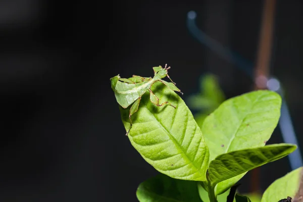 Närbild Mellersta Instar Leaf Insekt Phyllium Westwoodi Dess Värd Växters — Stockfoto