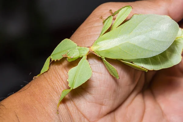 Nahaufnahme Des Letzten Weiblichen Blattinsekts Phyllium Westwoodi Menschlicher Hand — Stockfoto