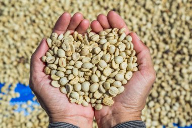 Kahve çekirdekleri, selüloz ve dış deri elinde kaldırıldı sonra parşömen deri ile