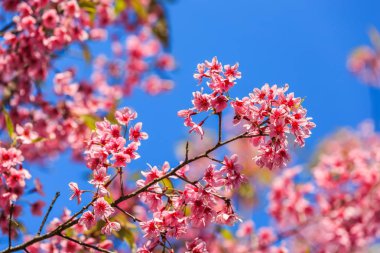 Ban Rong Kla mavi gökyüzüne Pitsanulok ili, Tayland karşı vahşi Himalaya kiraz (Prunus cerasoides) çiçeği