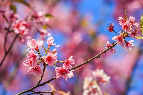 Wild Himalayan Cherry Prunus Cerasoides Blossom Blue Sky Ban Rong — Stock Photo, Image