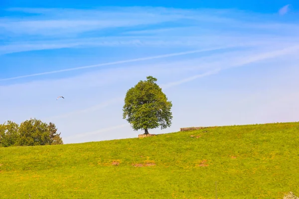 Samotność Drzewa Dziedzinie Zielona Trawa Wzgórzu — Zdjęcie stockowe