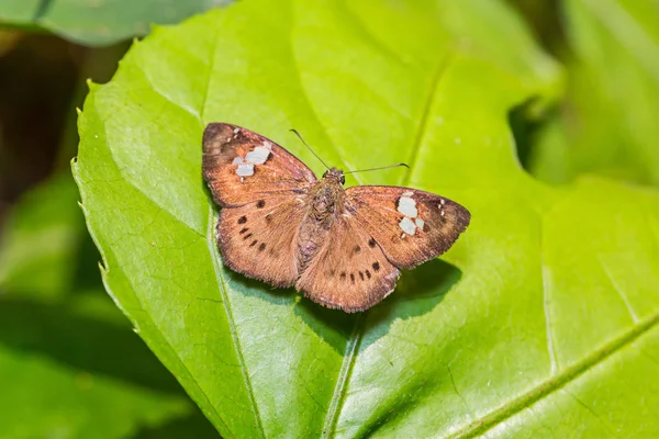 Close Brown Pied Flat Coladenia Agni Niceville Borboleta Poleiro Folha — Fotografia de Stock