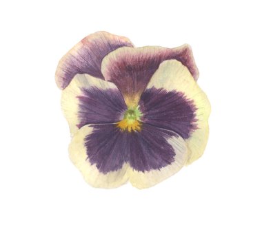 suluboya boyalı hercai menekşe