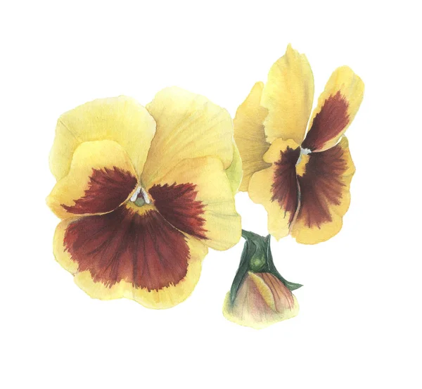 Pansies Painted Watercolor — Stock Photo, Image
