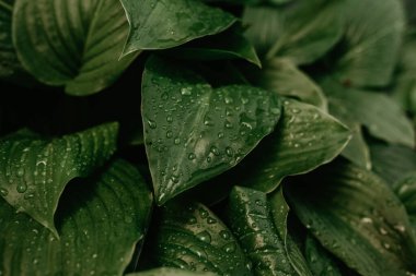 Yeşil yapraklı makro üzerinde büyük, şeffaf yağmur damlaları..