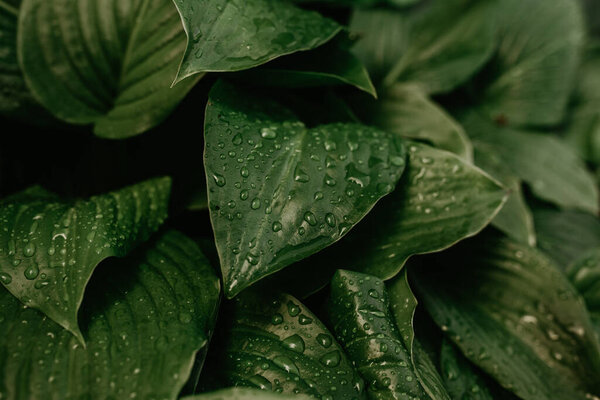 Large beautiful drops of transparent rain water on a green leaf macro.