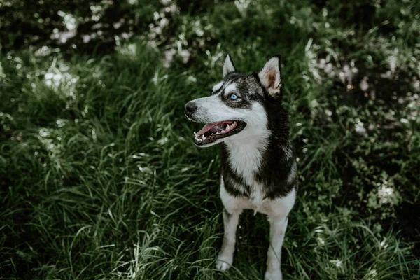 Preta Branca Cão Raça Husky Olhos Azuis Senta Grama Verde — Fotografia de Stock