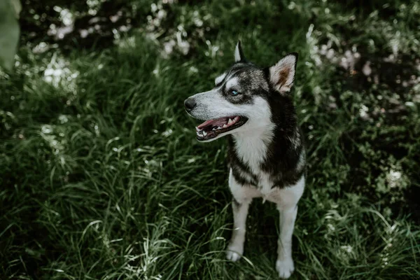 Black White Wool Blue Eyed Husky Breed Dog Sits Green — Stock Photo, Image