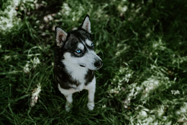 Czarno Biała Wełna Niebieskooki Pies Rasy Husky Siedzi Zielonej Trawie — Zdjęcie stockowe