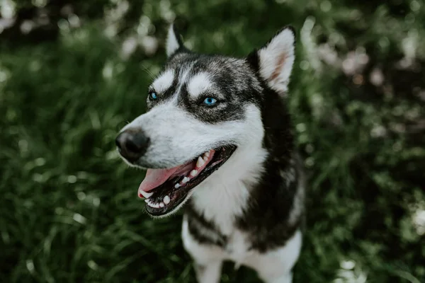 Siyah beyaz yün. Mavi gözlü, iri yarı bir köpek yeşil çimlerin üzerinde oturur ve kameraya ağzı açık bakar. Arkaplan bulanık.