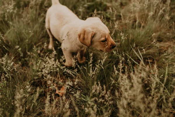 Malý Šťastný Bílý Štěně Pes Labrador Procházky Přírodě Zelené Trávě — Stock fotografie