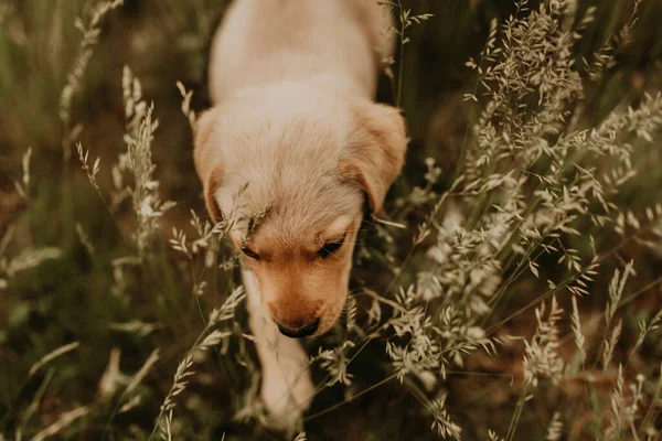 Ein Kleiner Glücklicher Weißer Hundewelpe Labrador Spaziert Der Natur Grünen — Stockfoto