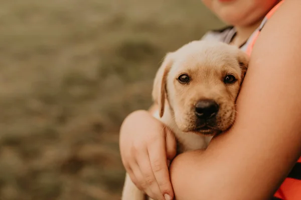 Köpek yavrusu bir çocuğun kollarında yatıyor. Küçük mutlu beyaz köpek yavrusu Labrador yeşil çimlerin üzerinde yürüyor ve doğada yatıyor. Yavru köpek doğrudan kameraya bakıyor..