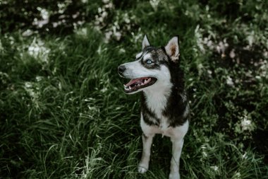Mavi gözlü, iri yarı bir köpek yeşil çimlerin üzerinde oturuyor.