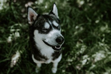 Mavi gözlü, iri yarı bir köpek yeşil çimlerin üzerinde oturuyor.
