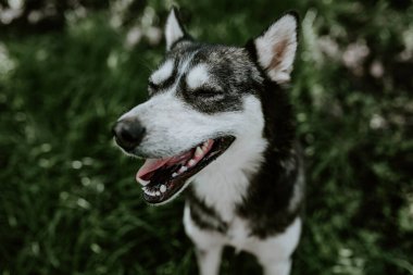 Mavi gözlü, iri yarı bir köpek yeşil çimlerin üzerinde oturuyor.