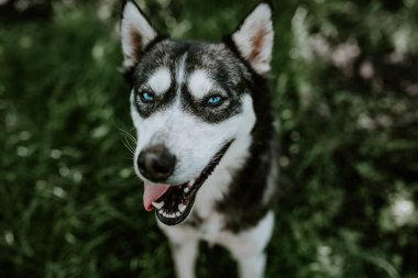 Mavi gözlü, iri yarı bir köpek yeşil çimlerin üzerinde oturuyor.