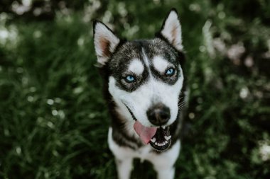 Mavi gözlü, iri yarı bir köpek yeşil çimlerin üzerinde oturuyor.