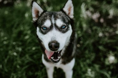 Mavi gözlü, iri yarı bir köpek yeşil çimlerin üzerinde oturuyor.