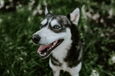 Mavi gözlü, iri yarı bir köpek yeşil çimlerin üzerinde oturuyor.