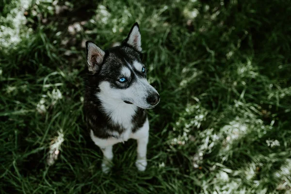 Ein blauäugiger Huskyhund sitzt auf dem grünen Gras — Stockfoto