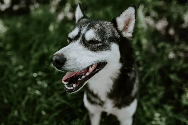 Ein blauäugiger Huskyhund sitzt auf dem grünen Gras — Stockfoto