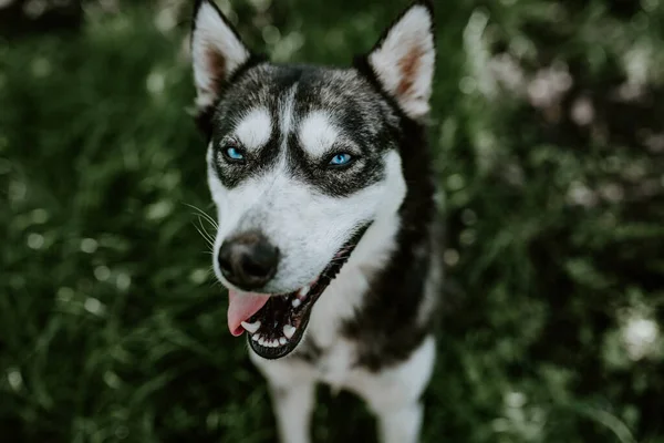 Ein blauäugiger Huskyhund sitzt auf dem grünen Gras — Stockfoto