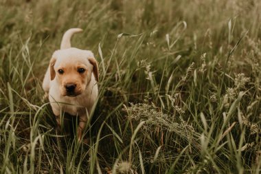 Küçük bir köpek labrador yeşil çimlerde yürüyor.. 